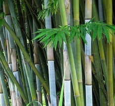 50 seeds Emperor&#39;s Blue Bamboo, Bambusa chungii Tropical Privacy Plant - $10.96
