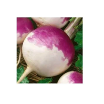 500 Purple Top White Globe Turnip Seeds - Non-GMO image 1