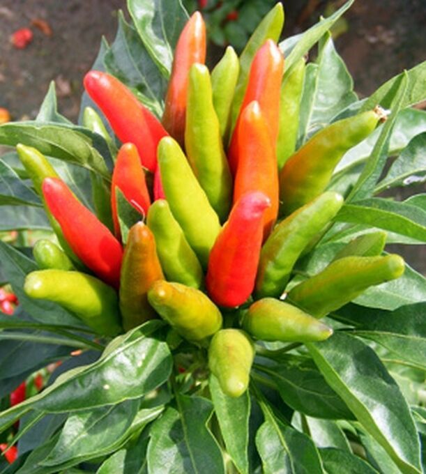 min 1000 Samen Chili Serrano Capsicum annuum hot chili seeds pepper