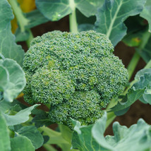 Ship From Us Organic Calabrese Green Sprouting Broccoli - 6 G ~1800 Seeds TM11 - $17.96