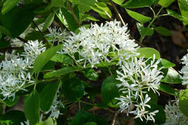 White Fringe tree quart pot image 6