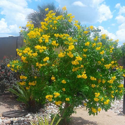 Yellow Tecoma Tree - Live Plant in a 3 Gallon Pot - Tecomaria Capensis ...