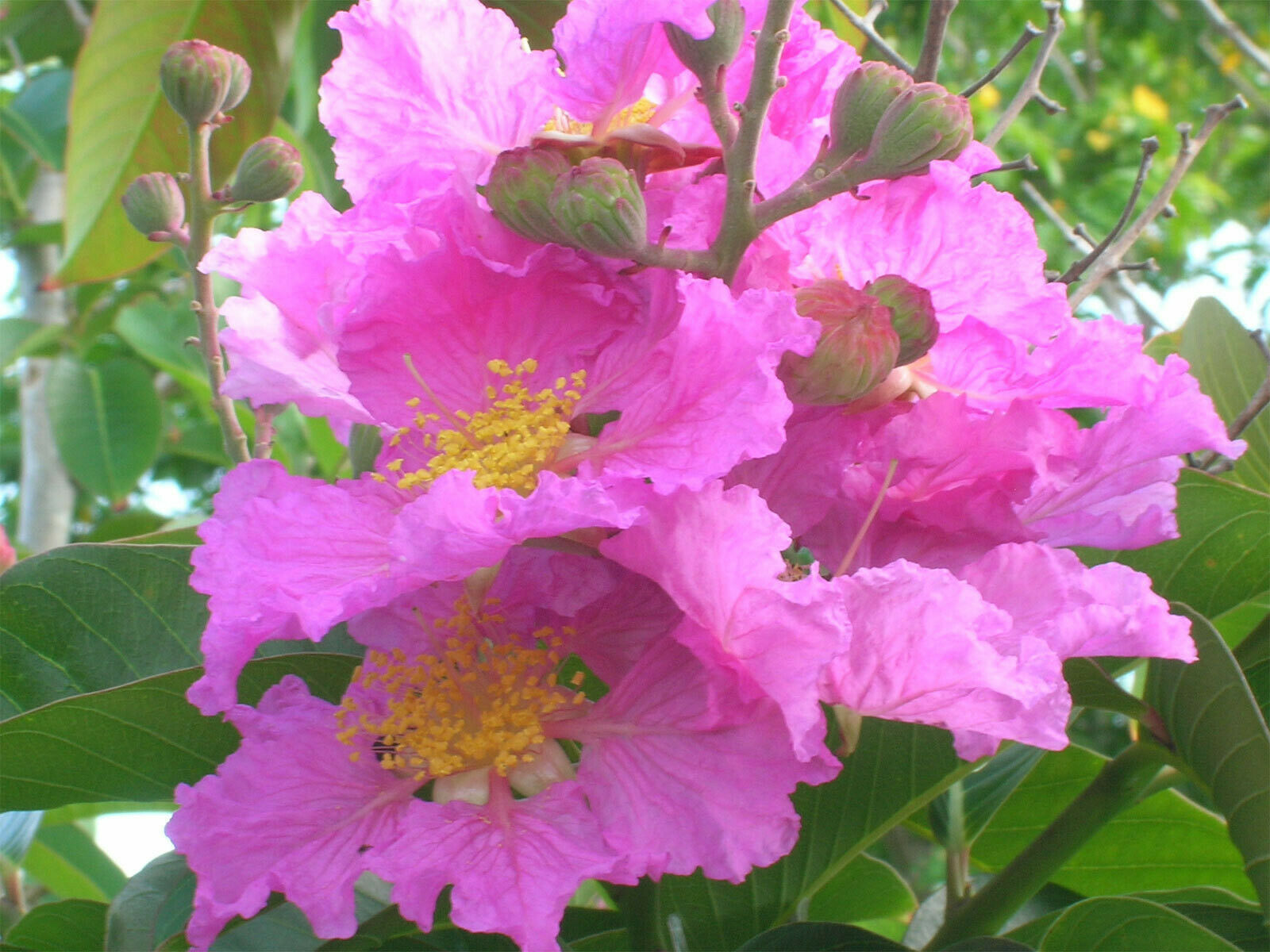 Unlock A Blossom Bonanza How To Trim Crepe Myrtle For Unstoppable Growth - zn5ohza