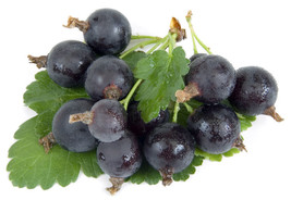 Jostaberry Plant -Ships Fully Rooted in Soil - 3 way gooseberry/Currant cross - $33.17