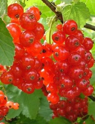 NON GMO Heirloom Juice Fruit Berry ORGANIC REDCURRANT SEEDS 20 Ribes rubrum