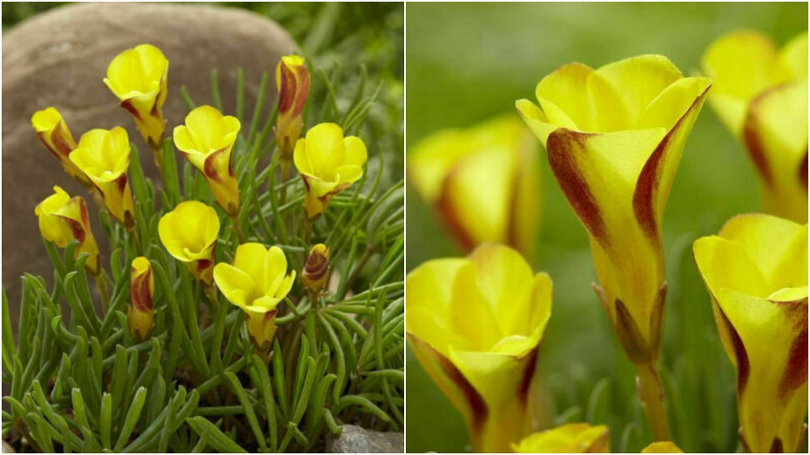 4 Bulbs Oxalis VERSICOLOR "Golden Cape" and similar items