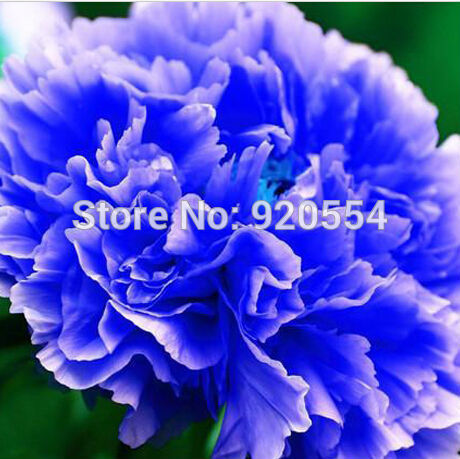 10pcs/lot Double Light Blue Tree Peony Seeds, 'Noble' Rare Peony Tree ...