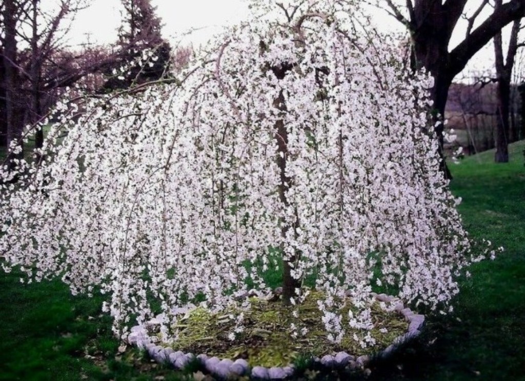 1 Live Plant 6 Tall Weeping Cherry Tree Plant, Weeping Cherry Plant Live - DL