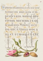 14034.Decor Poster.Room wall design.Vintage botanical calligraphy art.Fl... - $14.25+