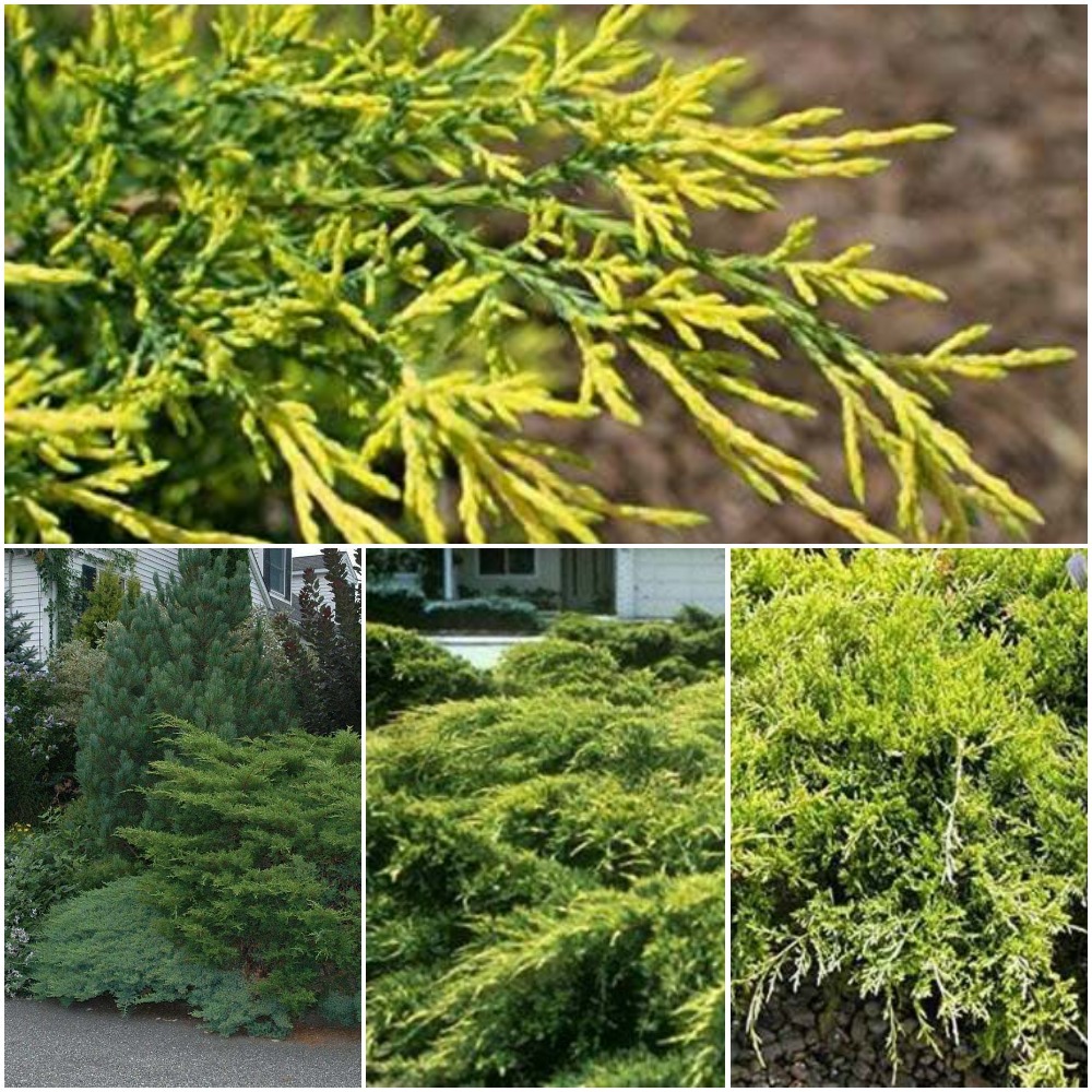 3 Live Plants Gold Tip Pfitzer Juniper Fast Growing Evergreen Home