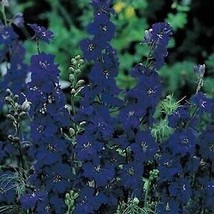 100 Seeds QIS Dark Blue Larkspur Flower Seeds - $14.75