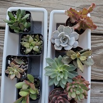 Succulent plant in 2 inch nursery pot, choose one from assortment shown image 3