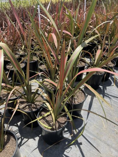 Phormium Jester In 5g Gallon Pot New Zealand and similar items
