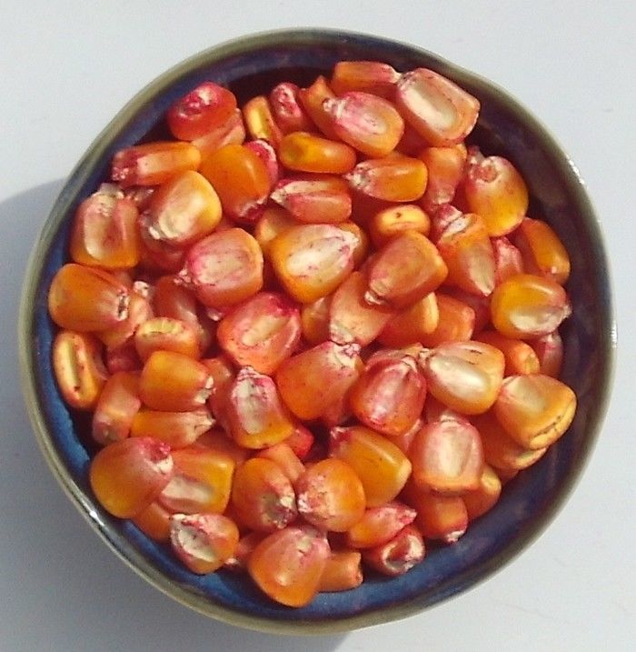 Trucker's Favorite Yellow Corn Seed Dent Field Maize Treated Seeds (½oz 8oz) Vegetable Seeds