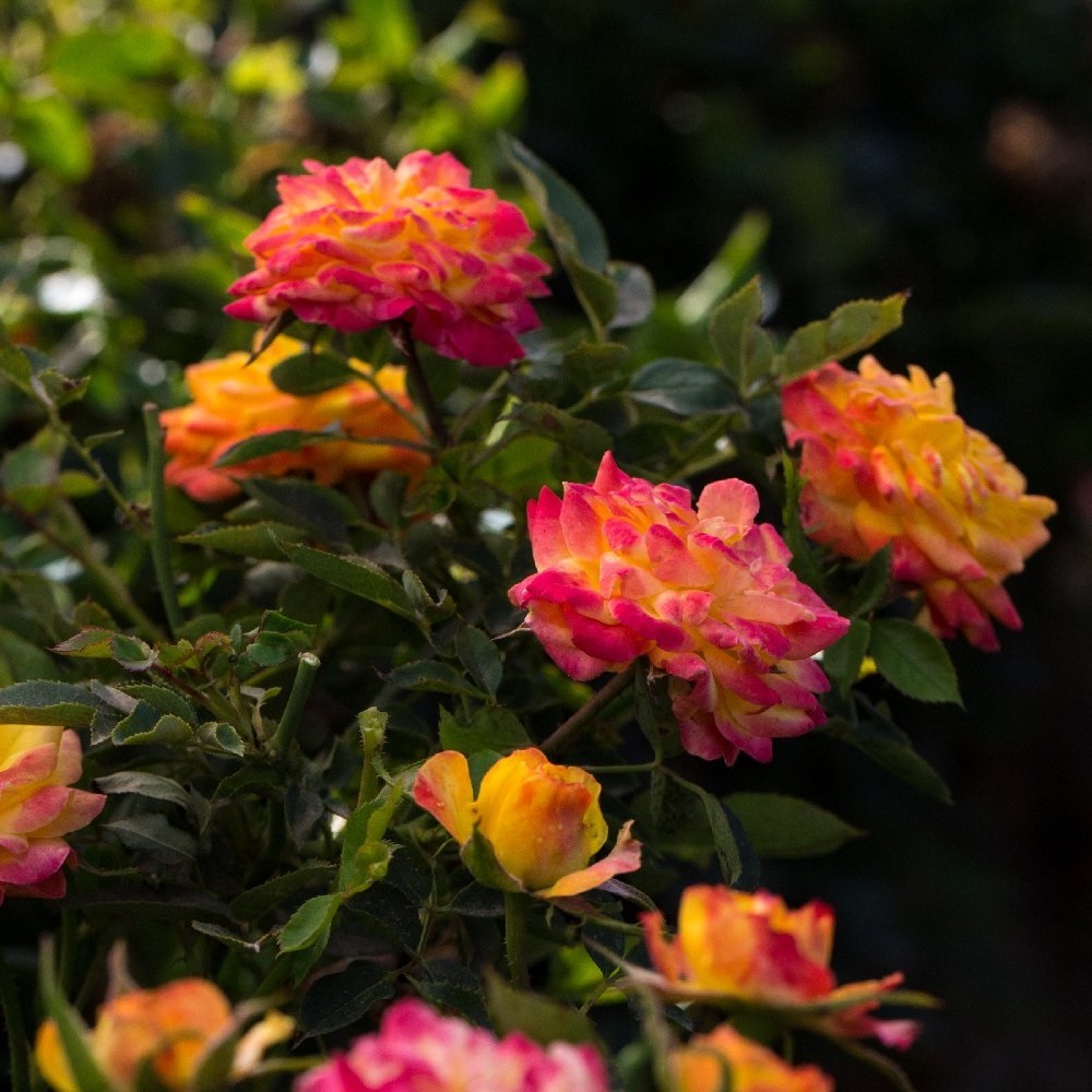sunblaze miniature roses size