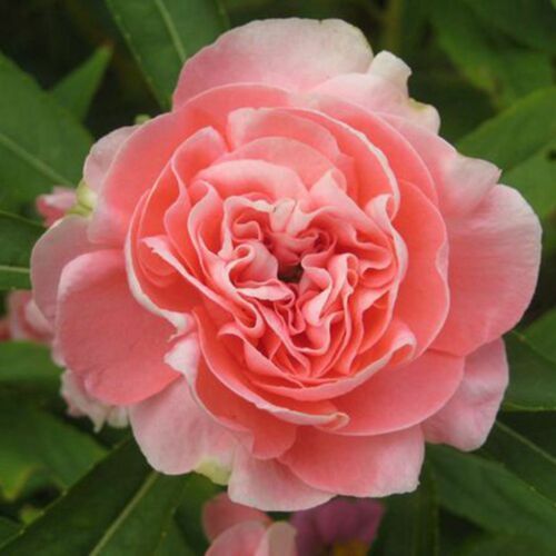 Double Camellia Impatiens Balsamina Flower Mix Color 30