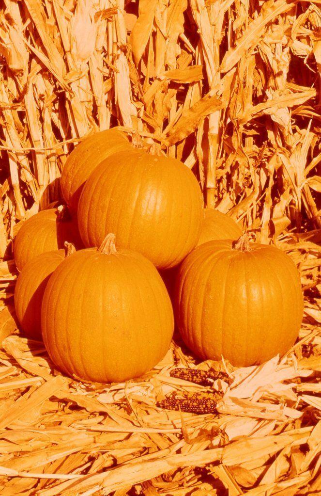 SPIRIT HYBRID PUMPKIN SEEDS * COMPACT PLANT USES VERY