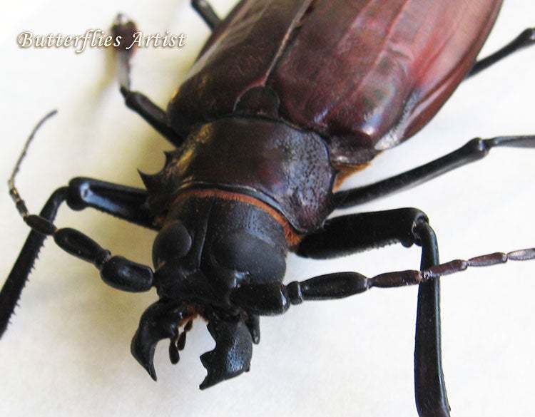 Real World's Largest Beetle Titanus and 50 similar items