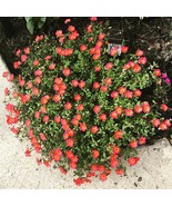50 Seeds - Purslane Toucan Scarlet Shades - Moss Rose Succulent  - $10.20