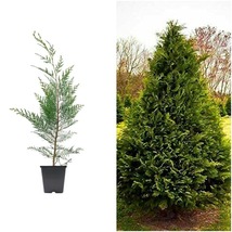 1 Leyland Cypress Tree - Quart Size Plants - Cupressocyparis Leylandii Live Tree - $51.99