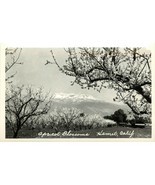 RPPC Postcard Apricot Orchard Blossoms, Hemet CA &amp; Snowy Mt. San Jacinto - $8.59