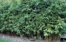 1 Gallon Bambusa multiplex Green Hedge Clumping Bamboo Plant Non-Invasive