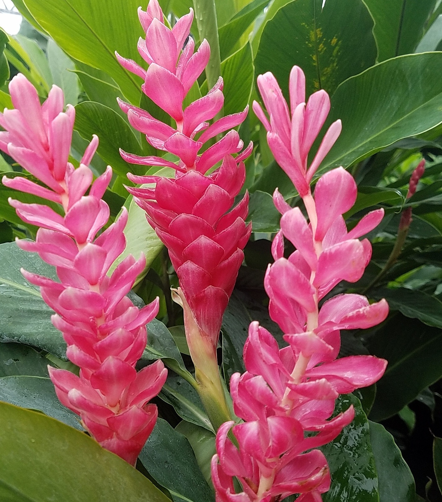 Hawaiian Pink Ginger Plant  Root 1 Pk 2 Roots Per Pack 