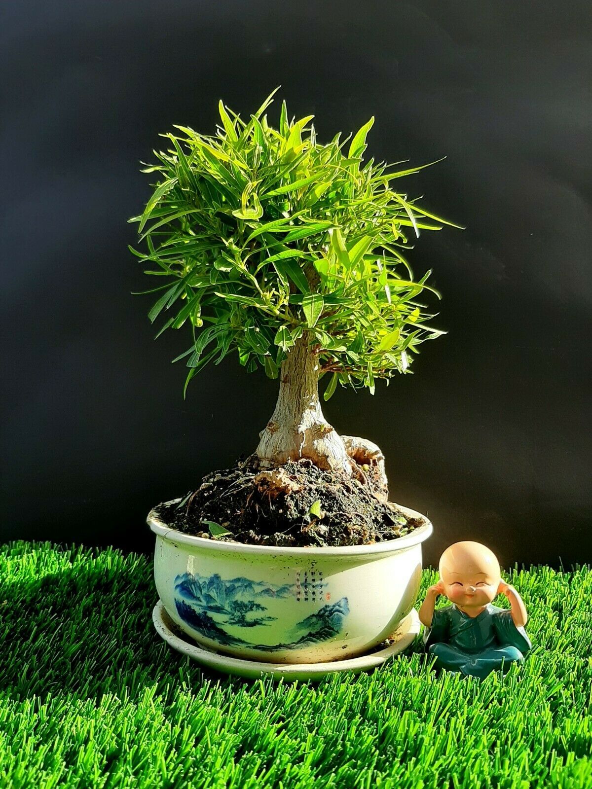 miniature ficus bonsai