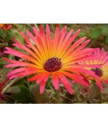 200 Pcs Mx Color Ice Plant Daisy Seeds #MNSF - $14.00