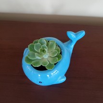 Happy Whale Planter with Live Succulent, 6" Blue Ceramic Animal Pot, Echeveria image 5