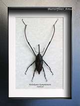 Long Arm Weevil Mahakamia Kampmeinerti Beetle Entomology Collectible Shadowbox - $79.99