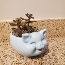 Pig Plant Pot with Baby Jade Succulent, 6" Ceramic Blue Pig Planter image 3
