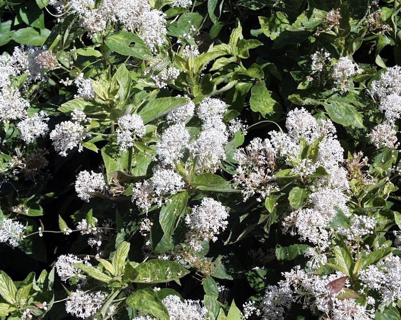 20 White NEW JERSEY TEA Hummingbird Flower Ceanothus Americanus Shrub ...