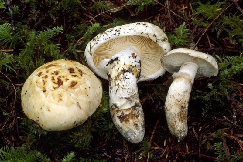20 g WHITE MATSUTAKE Tricholoma Magnivelare Mushroom Spawn Spores Seeds