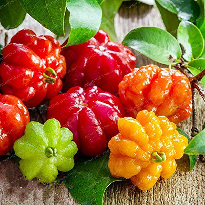 Surinam Cherry Seeds Pitanga Fruit Seeds Brazilian Cherry Red Fruits ...