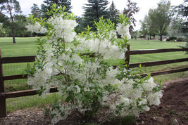 White Fringe tree quart pot image 3