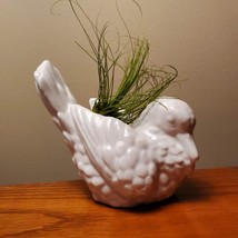 Ceramic Dove with Live Air Plant, White Bird Planter Figurine, Air Plant Holder image 3