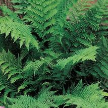 20 LADY FERNS rhizomes (Athyriun Filix-Femina) image 4
