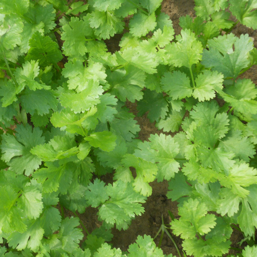 Cilantro, Calypso, Coriandrum sativum, Organic Seeds, 4in potted plant ...