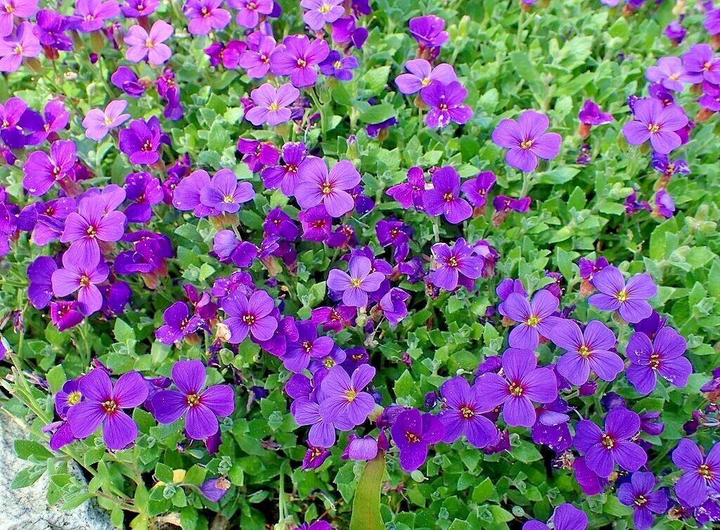 500 Seed PURPLE ROCKCRESS Flower Perennial Groundcover Borders Basket ...