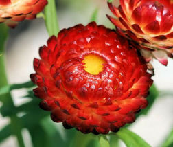 50 Red Fire Ball Strawflower Helichrysum Flower Seeds - $18.90
