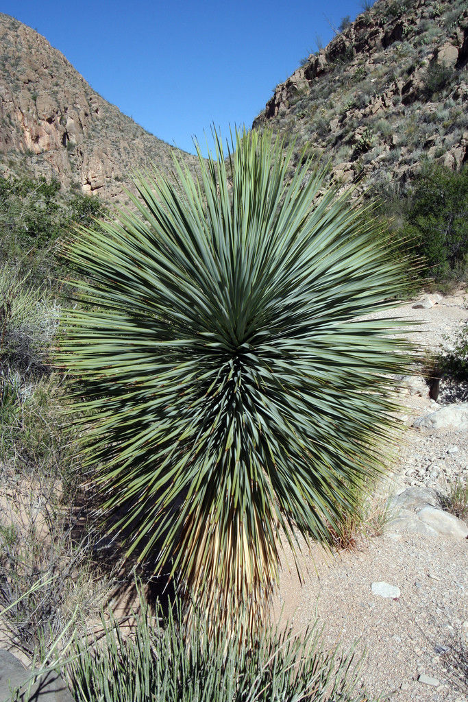 YUCCA ELATA, exotic succulent cactus seed soaptree aloe agave garden ...