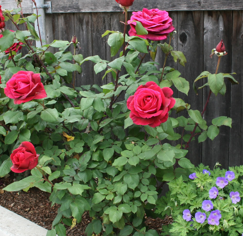 Rose Cuttings 3 Of Rosa Mister Lincoln Ready To Root Make Your Own