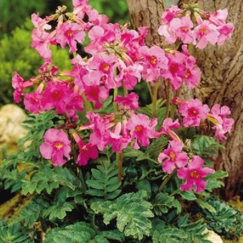 GLOXINIA Pink Flowering Fern 'Incarvillea" 10 Hardy Perennial Seeds
