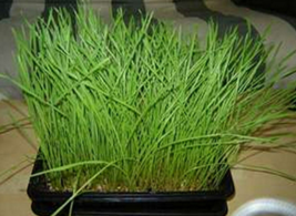 100 Pcs Seeds Cat Grass Plant -  RK - $6.00