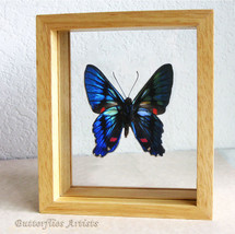 Ancyluris Meliboeus Metallic Swordtail Butterfly Entomology Double Glass... - $72.99