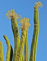Alluaudia procera Madagascar Ocotillo Fouquieria splenden exotic seed 20... - $16.99