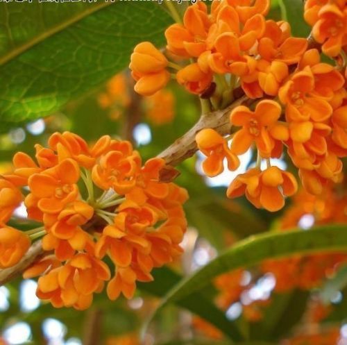 Sweet Scented Osmanthus