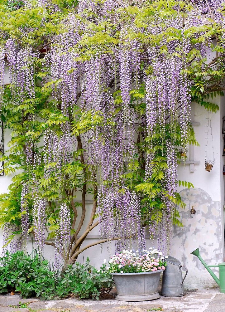 Wisteria Vine Wisteria frutescens 'Amethyst Falls' Flowering Live Plant ...