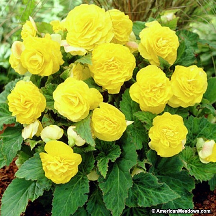 Begonia Double Yellow Tuberosa25 Seeds Seeds